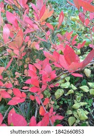 Red Leaves Of Canadian Blueberry In Autumn. Velvetleaf Huckleberry In Fall. Vaccinium Myrtilloides.