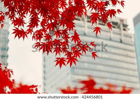 Red leaves in the city