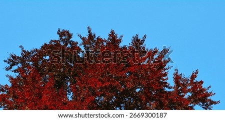 Red leaves of a Copper Beech tree