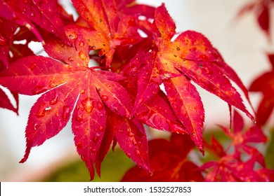 Red leaves during fall with drops of water
