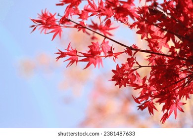 red leaves fall  autumn  赤　秋　紅葉　もみじ