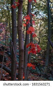 Red Leaves In The Fall On The Breakneck Ridge Hiking Trail Near Cold Spring, New York, In The Lower Hudson Valley