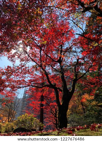 Similar – Image, Stock Photo Autumn is here Environment