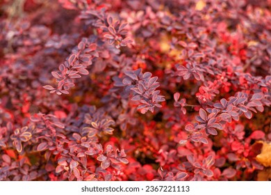 red leaves nature background of barberry. hello autumn