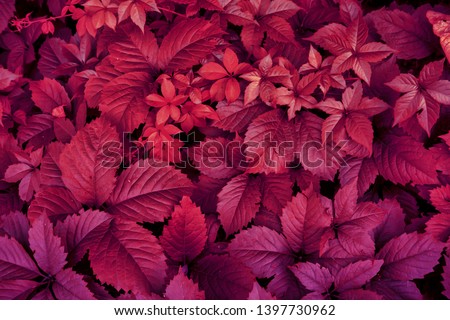 Red leaves of nature plants. Abstract autum background