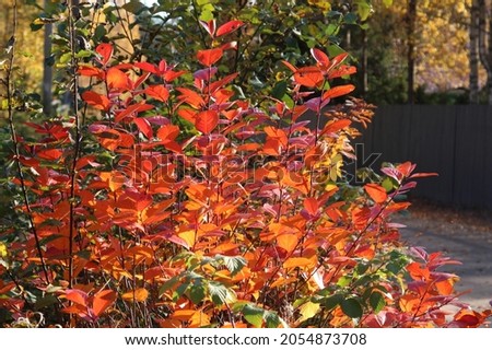 red leaves on a bush in the forest in a sunny day in october