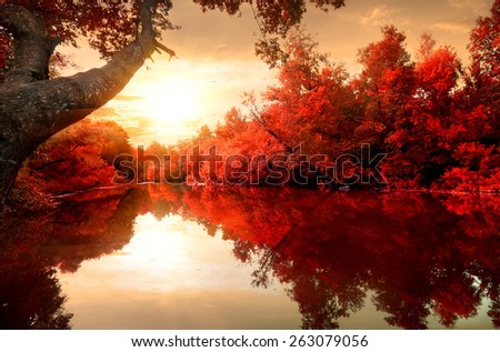 Red leaves on trees along the river in autumn