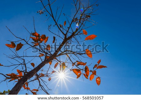 Red leaves on Trees in autumn with sky and sun.