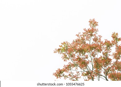 Red leaves on a white background. - Shutterstock ID 1055476625