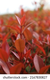 Red Leaves In A Small Town Park.