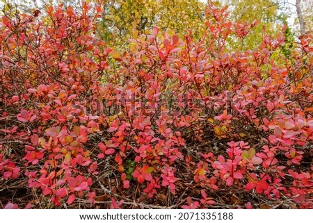 Red leaves of a wild blueberry bush in autumn. Nature and travel concept.
