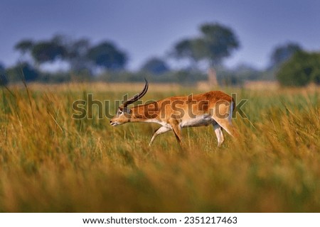 Red lechwe savannah landscape, Kobus leche, big antelope found in wetlands of south-central Africa. Animals in nature habitat. Lechwe in the grass, Okavango delta in Botswana, Africa. Wildlife nature.