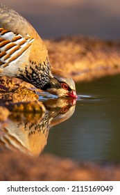 Red legged partridge drinking water at a pond in Castilla La Mancha, Spain.