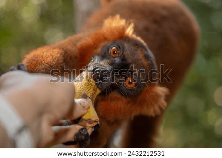 Red lemur (Eulemur Coronatus), endemic animal from Madagascar. Palmarium park hotel. selective focus cute funny vivid red animal with black and red pattern on head and orange eyes