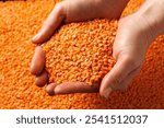 Red lentils legume in hands wholesome food concept.