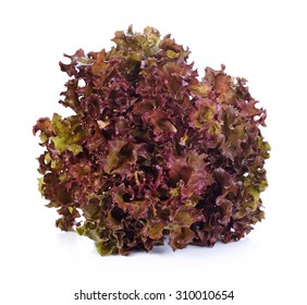 Red Lettuce Isolated On White Background