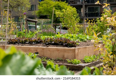 Red Lettuce In Raised Garden Bed Plot Of A Community Garden In The City. Grow Your Own Vegetables Or Self Sufficiency In Cities. Selective Focus In Center With Defocused Foliage And Building. 