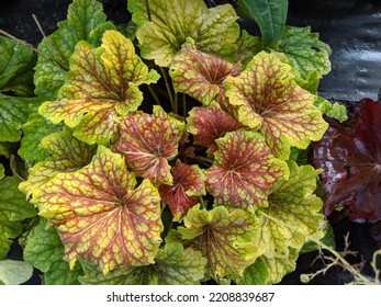 Red Lighting Coral Bells Leaves 