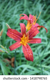 Red Lilies After The Spring Rain In A Park Rotterdam Netherlands 