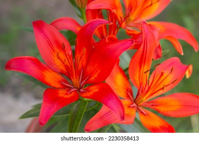 red lilies in the garden - Shutterstock ID 2230358413