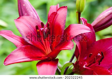 red lily