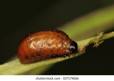 Red Lily Beetle Larva