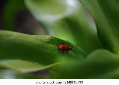 Red Lily Beetle On Leaf