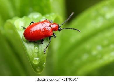 Red Lily Beetle On The Leaves