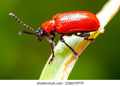 A Red Lily Beetle Sits On A Leaf