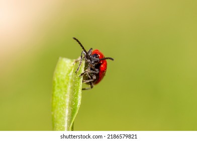 A Red Lily Beetle Sits On A Leaf