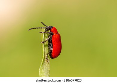 A Red Lily Beetle Sits On A Leaf