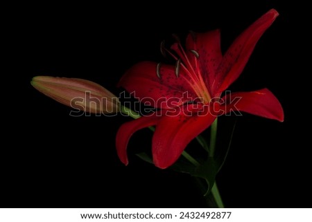 Red lily flower close up with beautiful light  black background