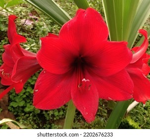 Red Lily Flower That Stranded On The Roadside