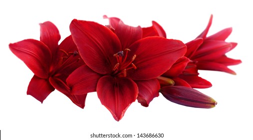 Red Lily Flowers, Isolated On White Background.