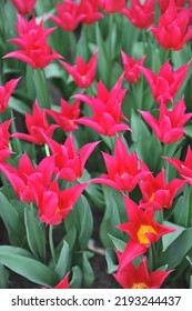 Red Lily-flowered Tulips (Tulipa) Queen Rania Bloom In A Garden In March