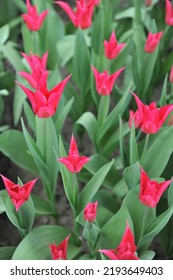 Red Lily-flowered Tulips (Tulipa) Queen Rania Bloom In A Garden In March