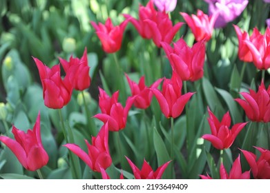 Red Lily-flowered Tulips (Tulipa) Queen Rania Bloom In A Garden In March