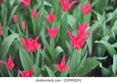 Red Lily-flowered Tulips (Tulipa) Queen Rania Bloom In A Garden In March