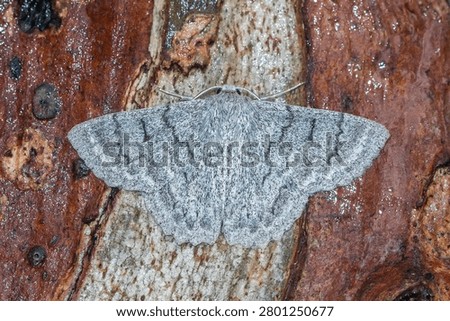 Red Lined Looper Moth On Tree Bark