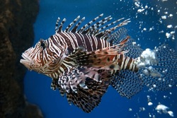 The Red Lion Fish In Water 