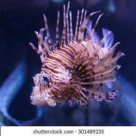 Red Lionfish