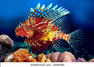 Red Lionfish