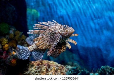 Red Lionfish In The Aquarium At Siam Ocean World (Paragon) Thailand