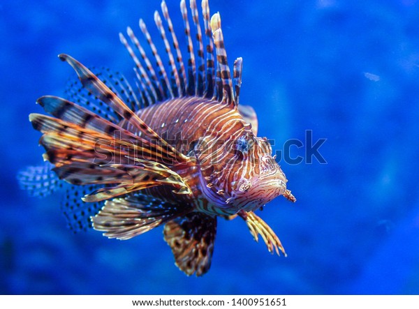 Red lionfish - one of the dangerous\
coral reef fish. Beautiful and dangerous animals.\
