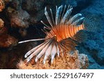 Red lionfish (Pterois) swimming in the deep. Predator venomous marine life, photography from scuba diving. Poisonous fish in the sea. Wildlife in the ocean, travel photo.