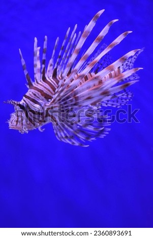 The red lionfish (Pterois volitans) at Abyss, Goa