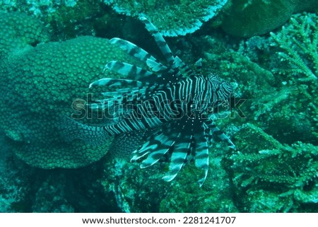 Red lionfish (Pterois volitans), Beautiful Poisonous Creatures of the Sea , found them in north andaman ocean in thailand