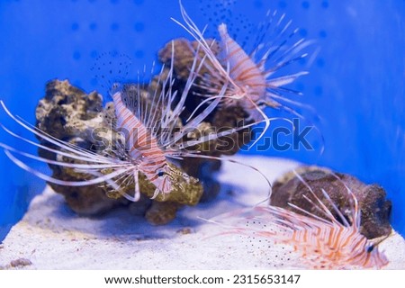 red Lionfish swiming by rock and sand with blue background in aquarium