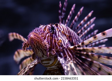 Red Lionfish In The Water.