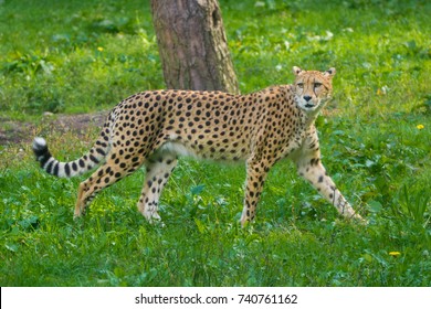 Image result for cheeta